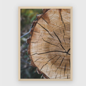 Nature No. 73